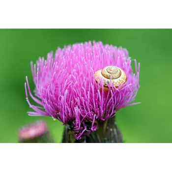 Organic Milk Thistle 
